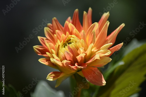 Wallpaper Mural orange dahlia flower Torontodigital.ca