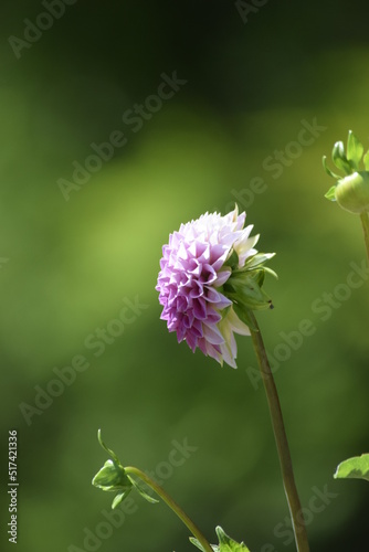 Wallpaper Mural Isolated dahlia Torontodigital.ca