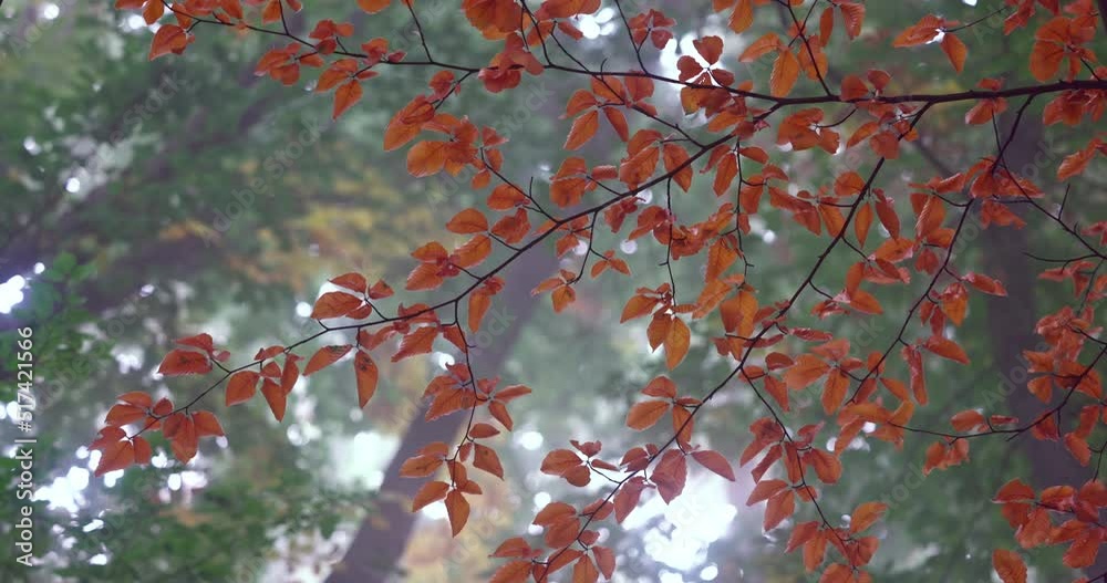 Colorful nature, autumn golden foliage on tree in wood and morning fog. Wind and leaves. Colorful nature, autumn golden foliage on tree in wood and morning fog. Wind and leaves.