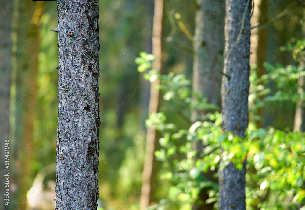 Fototapeta premium Landscape view of wild fir, cedar or pine trees growing in remote countryside woods. Texture detail of green environmental nature conservation of coniferous forest wood for resin and timber export