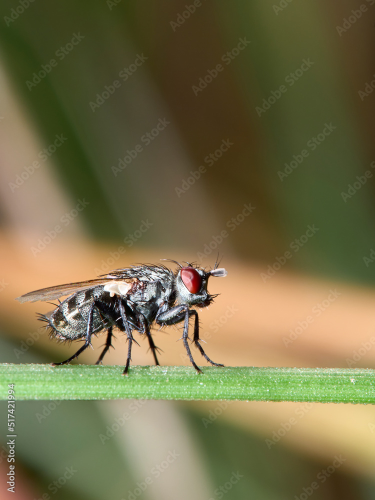 Obraz premium fly on leaf