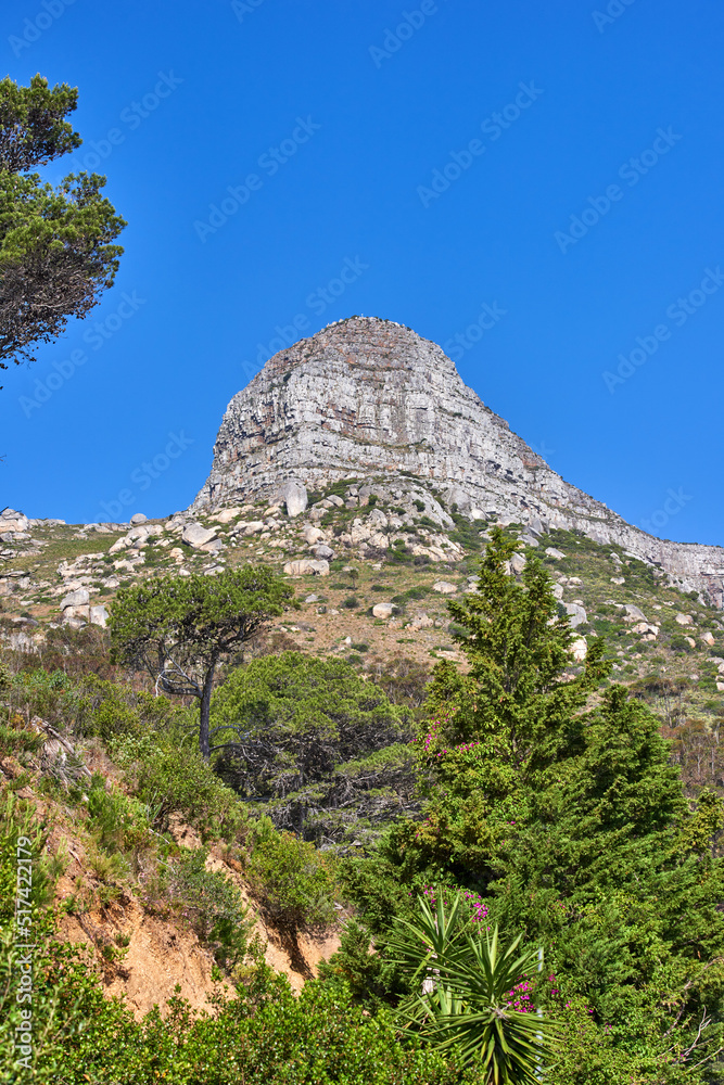 A mountain on a clear day against blue sky background, flowers and Fynbos. Tranquil beauty in nature on a peaceful morning in Cape town with a view of Lions head and its vibrant lush green plants