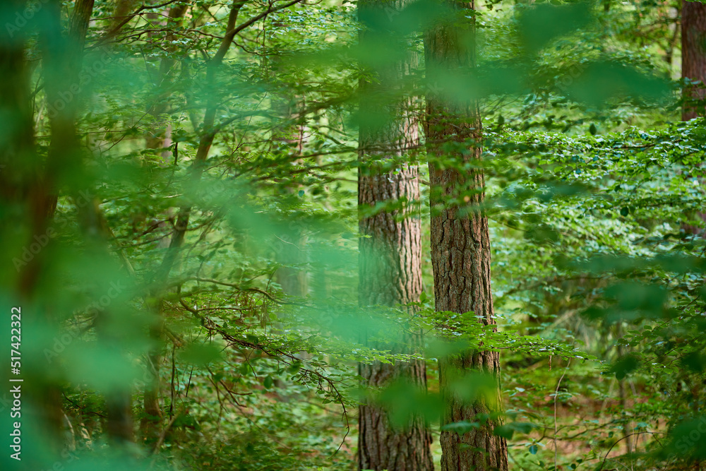Fototapeta premium Leafy and scenic landscape with fresh green deciduous trees in a remote nature environment. View of a saturated coniferous forest with vibrant leaves in spring. Closeup of an abundant lush forest