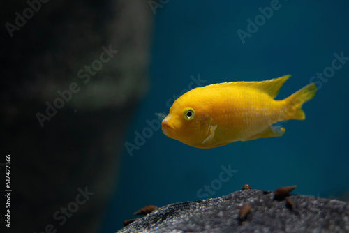 yellow tang fish