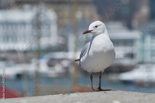 Wallpaper Mural One seagull sitting on a ledge at an old sea pier. Zoom of the European herring gull looking for food at the harbor alone. Closeup of a seagull bird looking at the view by the wharf during summer Torontodigital.ca