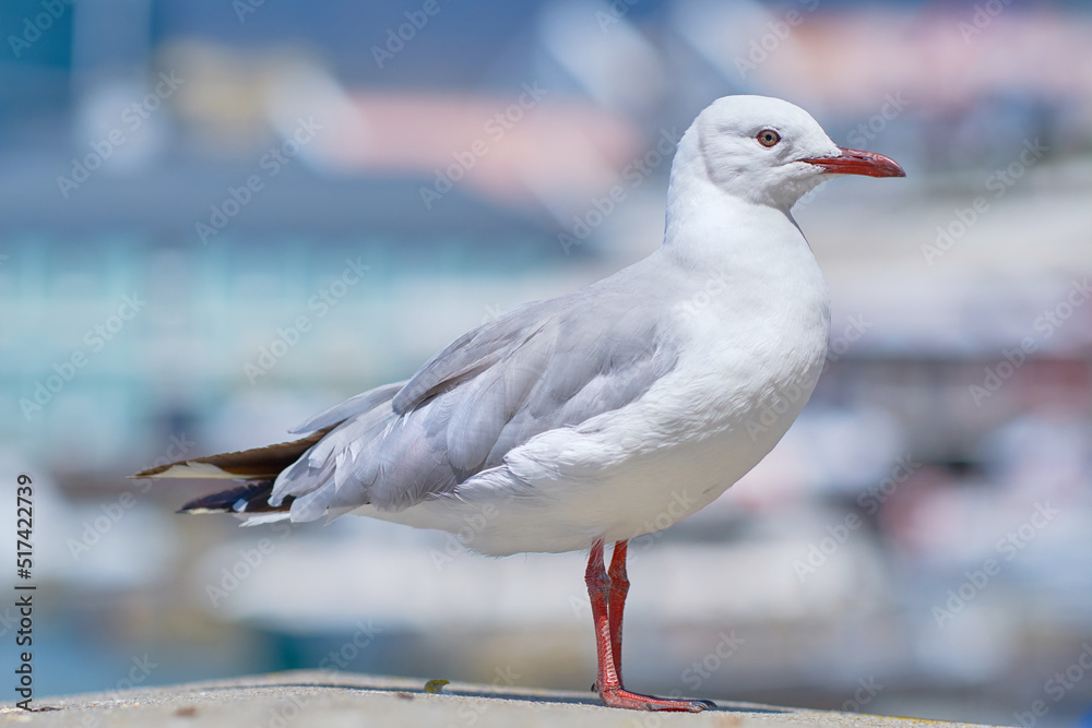 A red billed gull standing on a city dock against a blurred background with copy space. Closeup birdwatching of a white, grey seagull bird with beautiful feather textures near a harbor A red billed gull standing on a city dock against a blurred background with copy space. Closeup birdwatching of a white, grey seagull bird with beautiful feather textures near a harbor