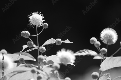 Wallpaper Mural Spiky flower in black and white  Torontodigital.ca