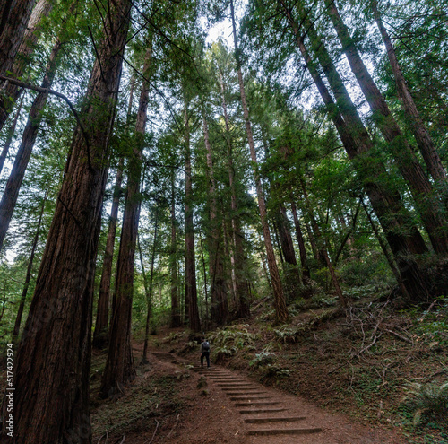 Muir Woods
