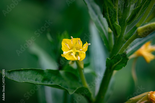 Fleur jaune