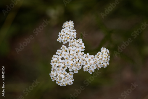 White yarrow