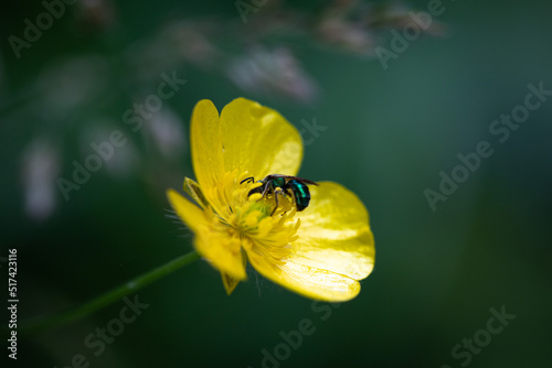 Agapostemon texanus