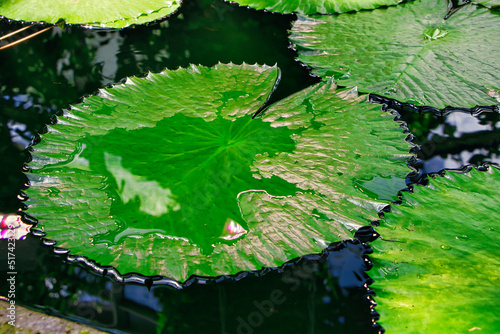 Wasser auf einem Lotusblatt Lotuseffekt  photo