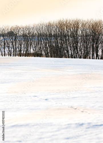 Beautiful bright white snow landscape with a row of dry trees on a cold winter day with copy space. Frozen land outdoors in nature during extreme weather near arid plants on a sunny afternoon