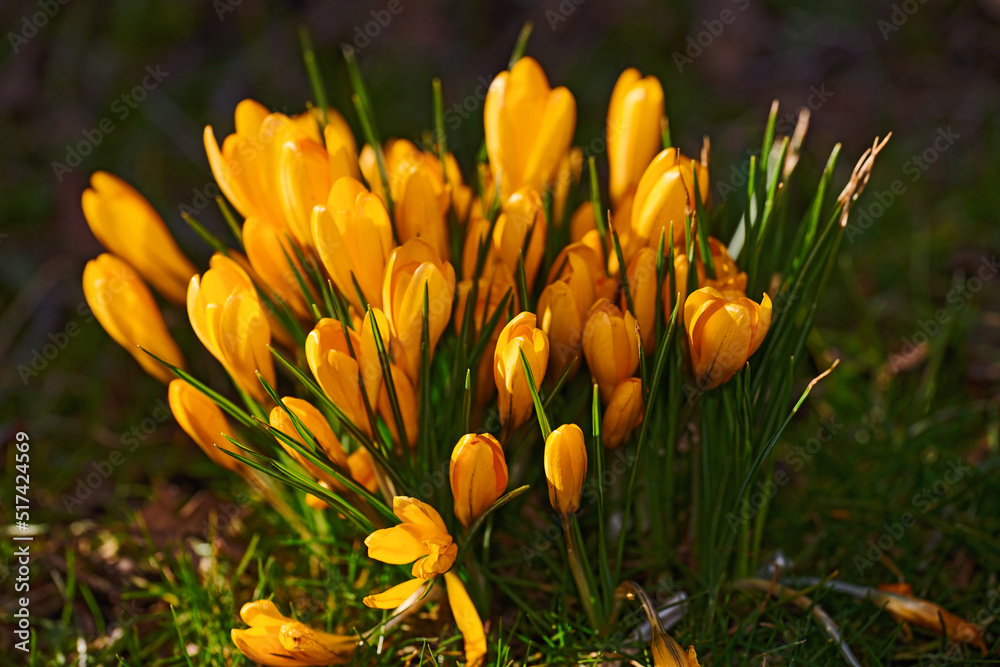 Yellow crocus flowers growing in a flowerbed in a backyard garden during summer. Flowering plants flourishing in a lush green park during spring. Bright wildflowers blossoming on a grassy lawn Yellow crocus flowers growing in a flowerbed in a backyard garden during summer. Flowering plants flourishing in a lush green park during spring. Bright wildflowers blossoming on a grassy lawn
