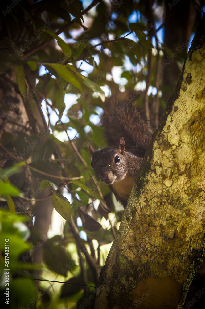 Fototapeta premium squirrel looking at the camera