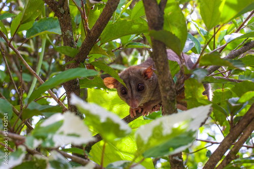 Canvas Print a small marsupial on a branch looking