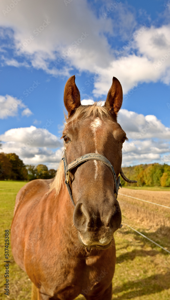 Fototapeta premium Beautiful thoroughbred horse in an open meadow, field or pasture outside. A stallion standing on grazing land with a cloudy sky background. Young purebred colt on a dude ranch of equestrian farm