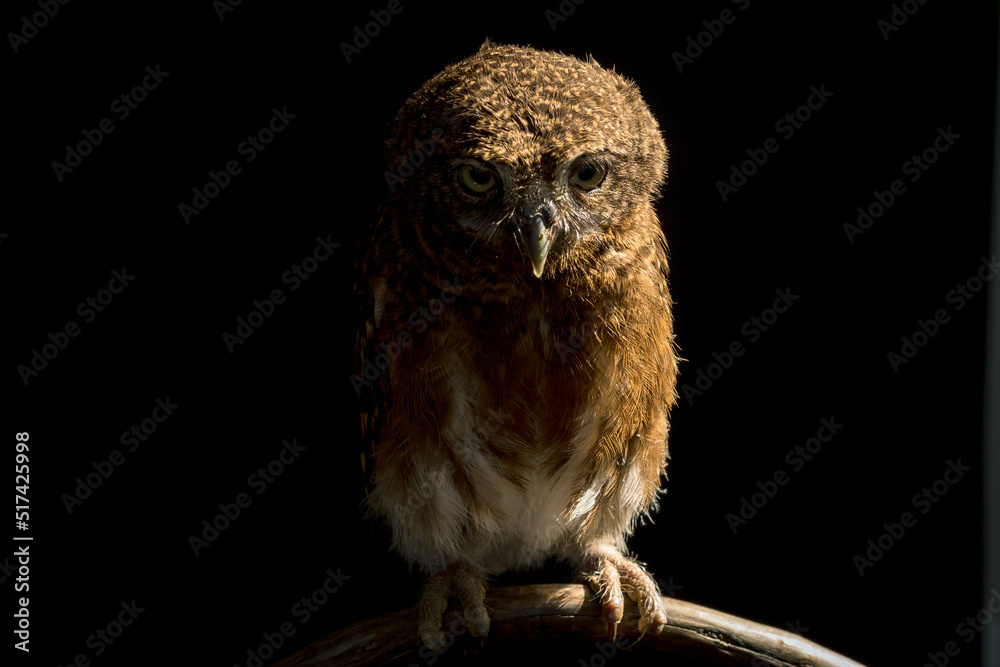 Obraz premium Little owl sleeping and caught on a branch tree on isolated black background. The lucky owl for the new year. Burrowing owl. The large yellow owl eyes. Animal, Wildlife, Birds, Poultry.