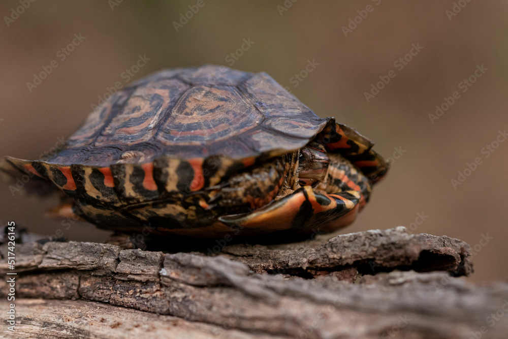 Naklejka premium Tortuga