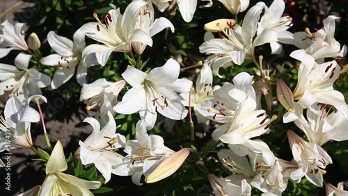 A flower bed with blooming white lilies in the garden close-up.