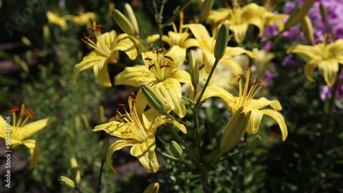 A flower bed with blooming yellow lilies in the garden close-up.