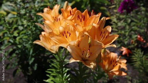 A flower bed with blooming orange lilies in the garden close-up.