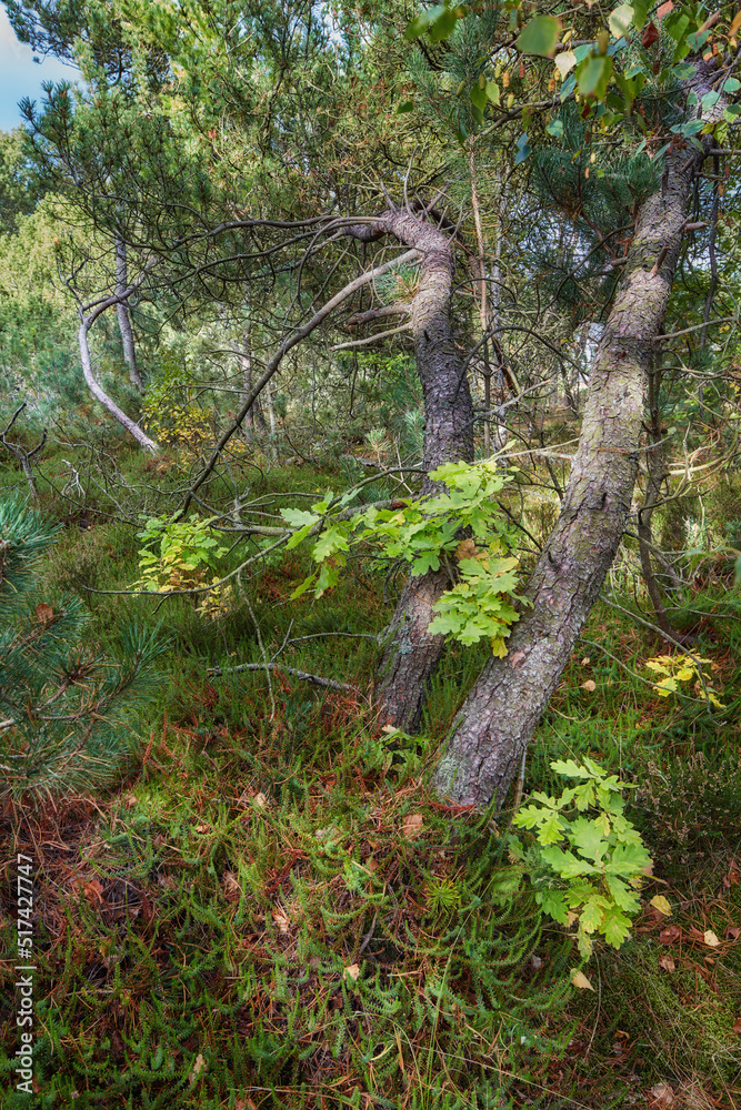 Pine trees in a wild forest. Nature landscape of lots of plants, bush and tree branches with old tree trunks growing in the woods. Uncultivated land with lush foliage in an eco friendly environment Pine trees in a wild forest. Nature landscape of lots of plants, bush and tree branches with old tree trunks growing in the woods. Uncultivated land with lush foliage in an eco friendly environment