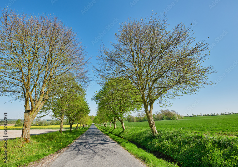 A road in between trees in spring with a clear blue sky. A countryside street or avenue winding through a beautiful empty tree park or green grass land with early regrowth on branches A road in between trees in spring with a clear blue sky. A countryside street or avenue winding through a beautiful empty tree park or green grass land with early regrowth on branches