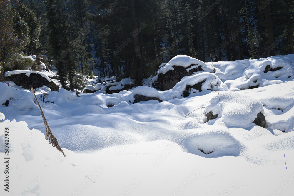 Snow caped ground and himalayan cedar trees forest Snow caped ground and himalayan cedar trees forest