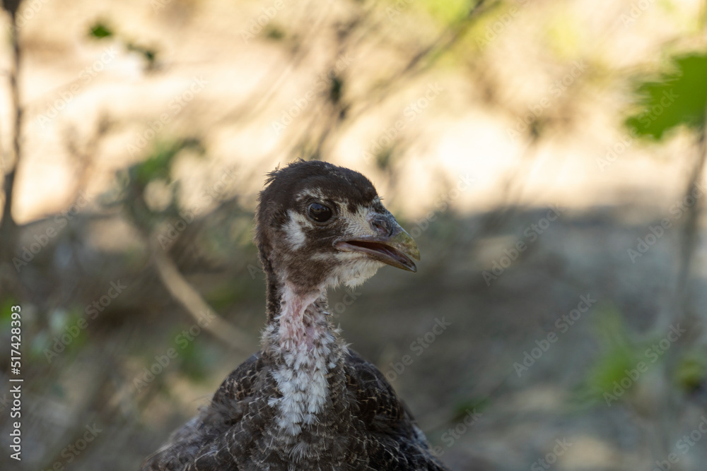 Adorable baby turkey or poults, outdoors on a hot summer day, close up Adorable baby turkey or poults, outdoors on a hot summer day, close up