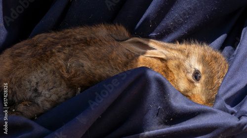 Close-up of an adorable scared reddish brown baby rabbit sheltering against his master