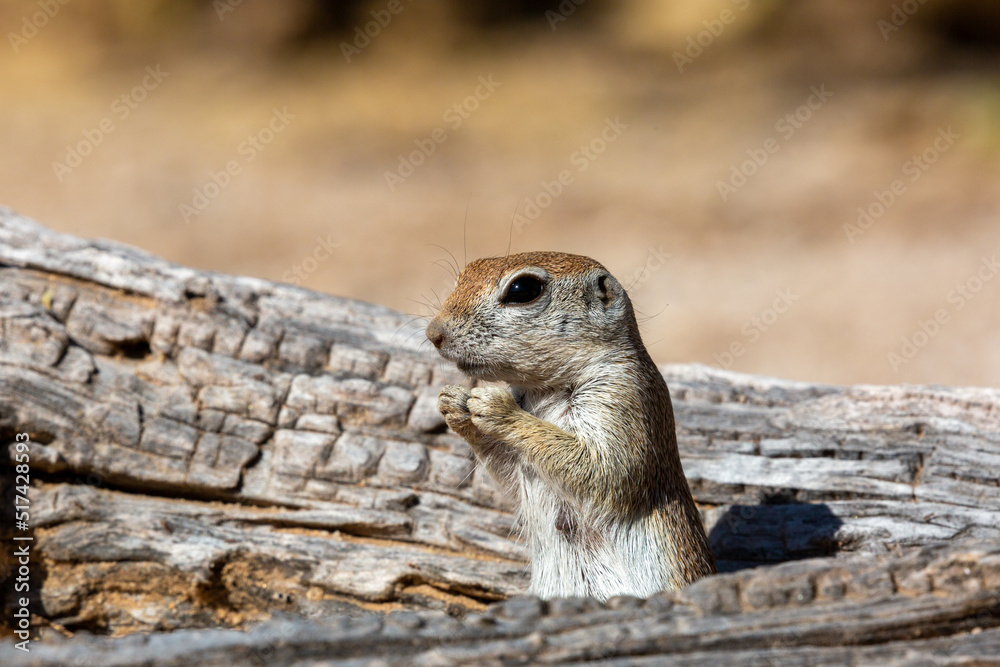 Naklejka premium Round tailed ground squirrel, xerospermophilus tereticaudus, in the Sonoran Desert. A cute rodent grooming and foraging for food in the American Southwest. Cute wildlife, Pima County, Tucson, Arizona.