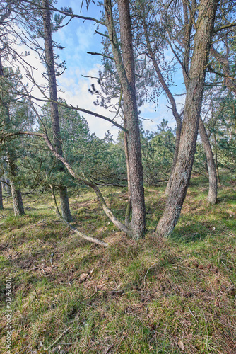 Fototapeta Naklejka Na Ścianę i Meble -  Pine trees growing in a forest with dry grass against a blue sky. Landscape of tall and thin tree trunks with bare branches in nature during autumn. Uncultivated and wild shrubs growing in the woods