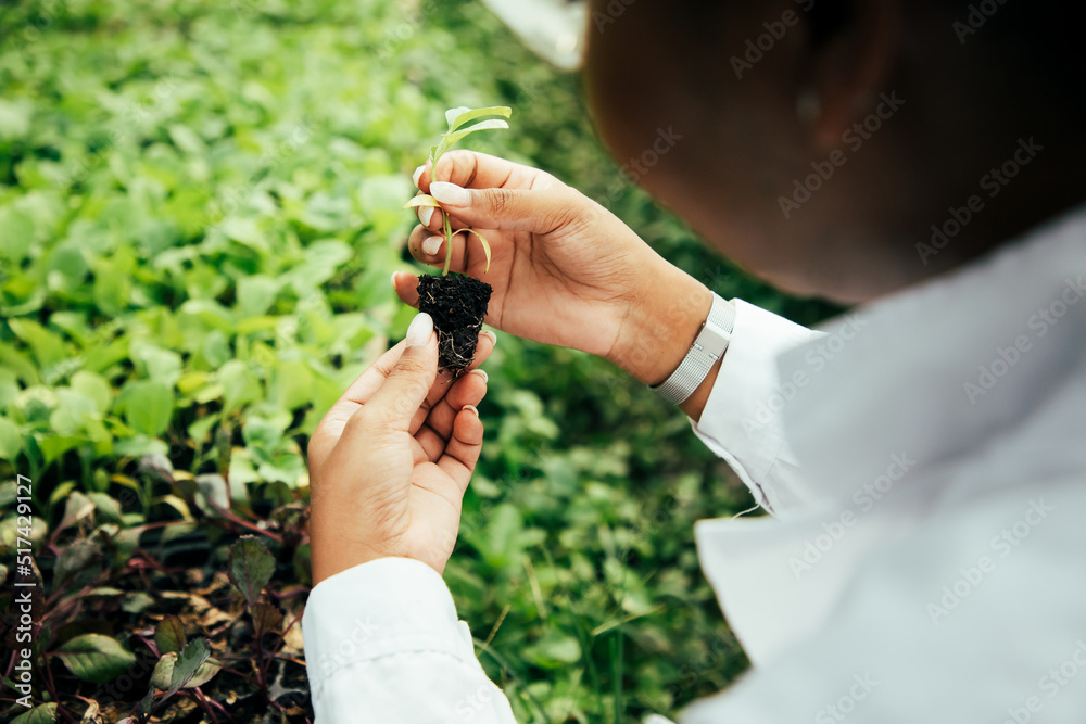 Close up, Africa American biotechnologist holding young chilli for research with other species vegetables in organic farm. Good quality products. Remember growing plant. Earths day concept