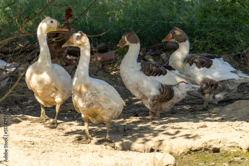 goose chattering family