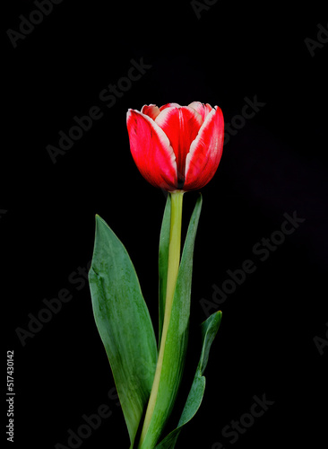 Crimson Tulip