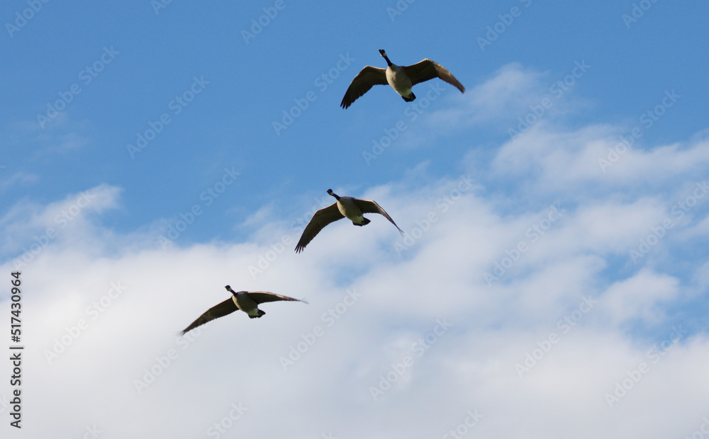 Three Canadian Geese