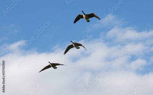 Three Canadian Geese © couragesings