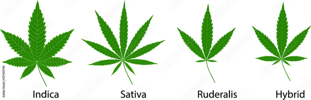 Ταπετσαρία Cannabis sativa, indica ruderalis and hybrid  leaves on white background