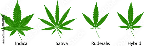 Cannabis sativa, indica ruderalis and hybrid  leaves on white background.