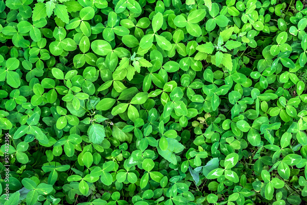 Thick leaves of meadow clover as a natural background. Texture and pattern of green foliage Thick leaves of meadow clover as a natural background. Texture and pattern of green foliage
