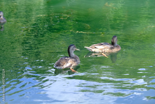 Wild ducks swimming in a lake