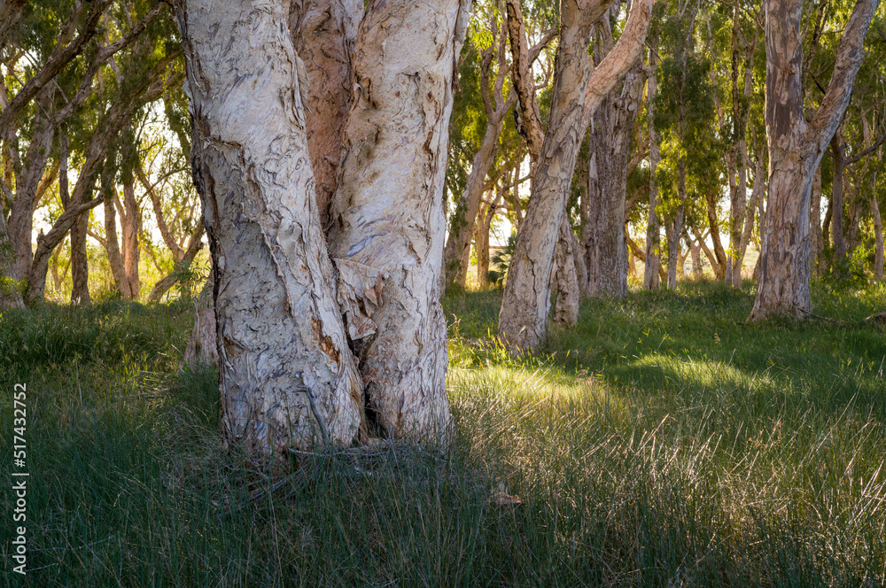 Paperbark trees on the Warrungunha Trail Paperbark trees on the Warrungunha Trail