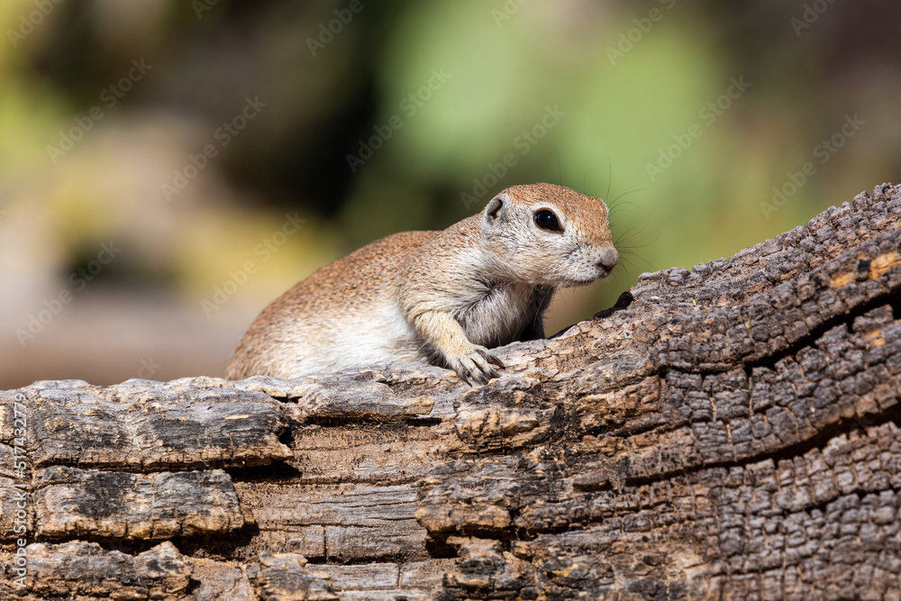 Naklejka premium Round tailed ground squirrel, Xerospermophilus tereticaudus, in the Sonoran Desert. A cute rodent posing and grooming with prickly pear cactus in the background. Pima County, Tucson, Arizona, USA.