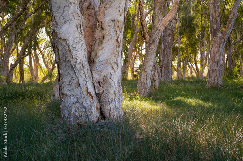 Paperbark trees on the Warrungunha Trail