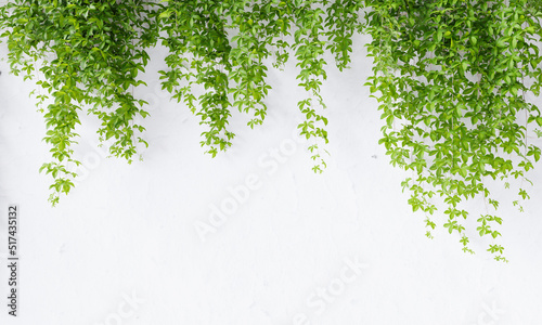 Fényképezés Virginia creeper vine on white concrete wall background with copy space