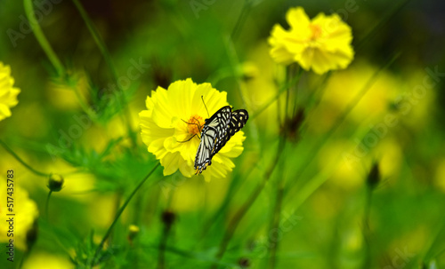 Butterflies are swarming flowers in the flower garden. 