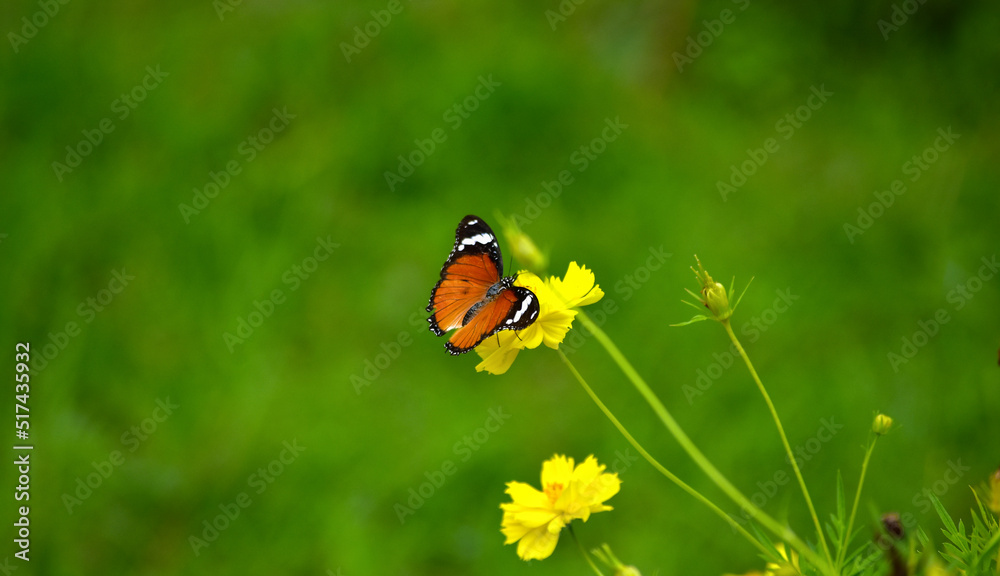 Butterflies are swarming flowers in the flower garden. Butterflies are swarming flowers in the flower garden.