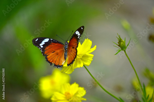 Butterflies are swarming flowers in the flower garden.  © Diamon jewelry