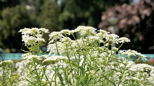 Iberis gibraltarica also known as Gibraltar candytuft is the symbol of the Upper Rock Nature Reserve in Gibraltar.